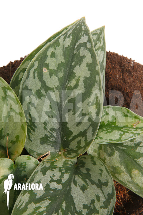 Scindapsus &lsquo;Silver Lady&rsquo;