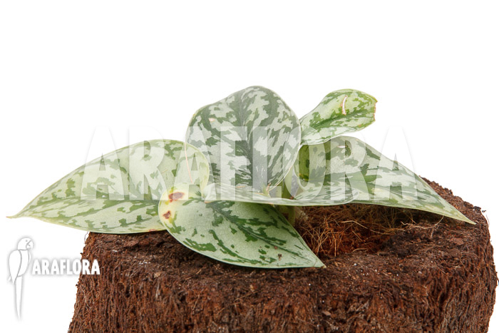 Scindapsus &lsquo;Silver Lady&rsquo;