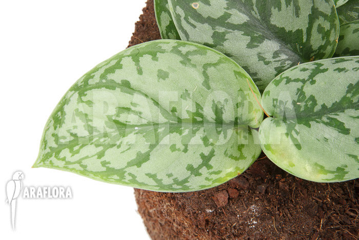 Scindapsus &lsquo;Silver Lady&rsquo;