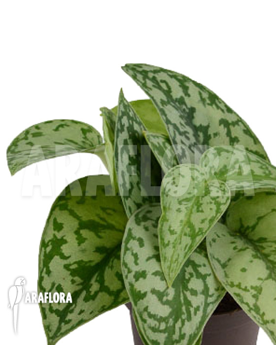 Scindapsus &lsquo;Silver Lady&rsquo;