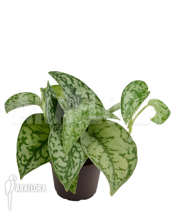 Scindapsus &lsquo;Silver Lady&rsquo;