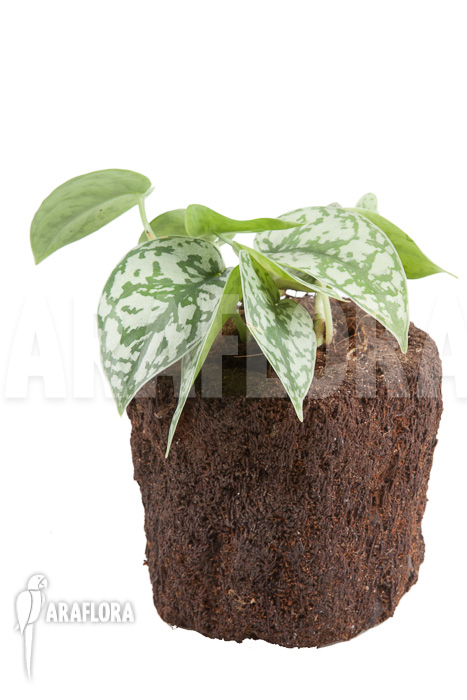 Scindapsus pictus &lsquo;Argyraeus&rsquo;