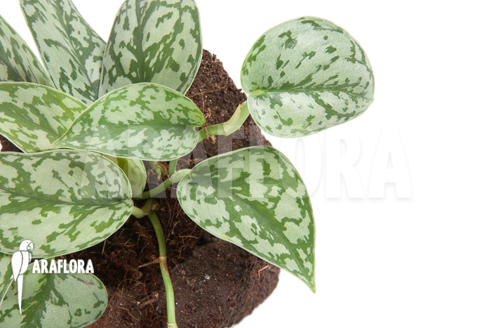 Scindapsus pictus &lsquo;Argyraeus&rsquo;