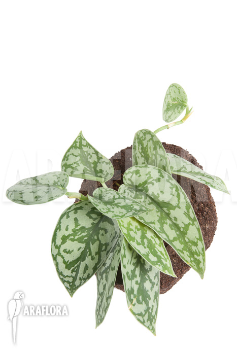 Scindapsus pictus &lsquo;Argyraeus&rsquo;