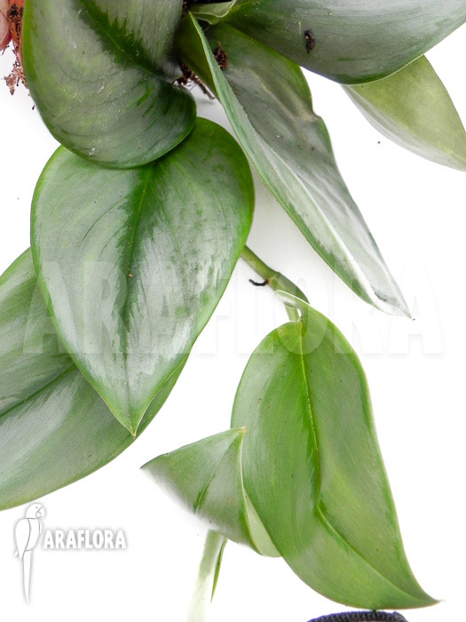 Scindapsus treubii Moonlight