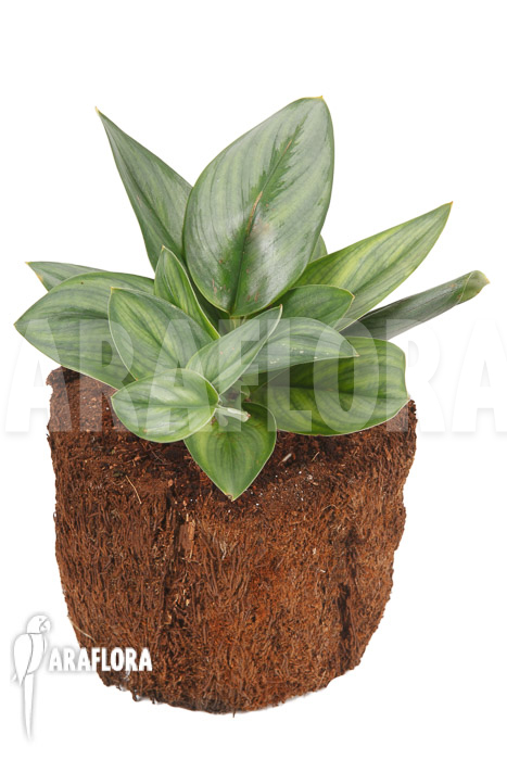 Scindapsus treubii Moonlight