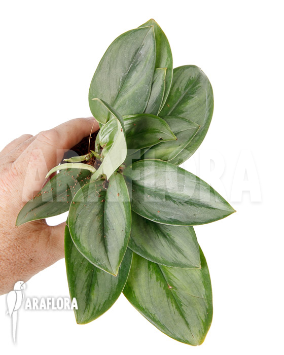 Scindapsus treubii Moonlight Type B