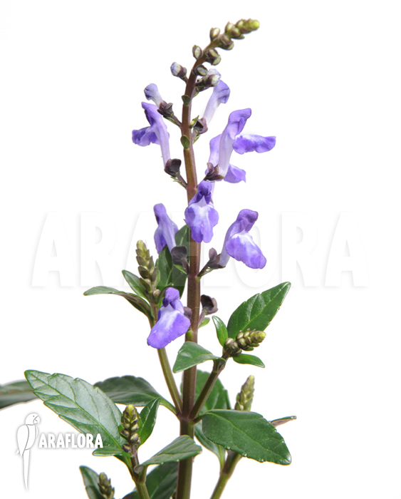 Scutellaria javanica purple flower