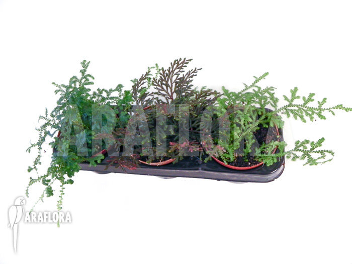 Selaginella package 3 species