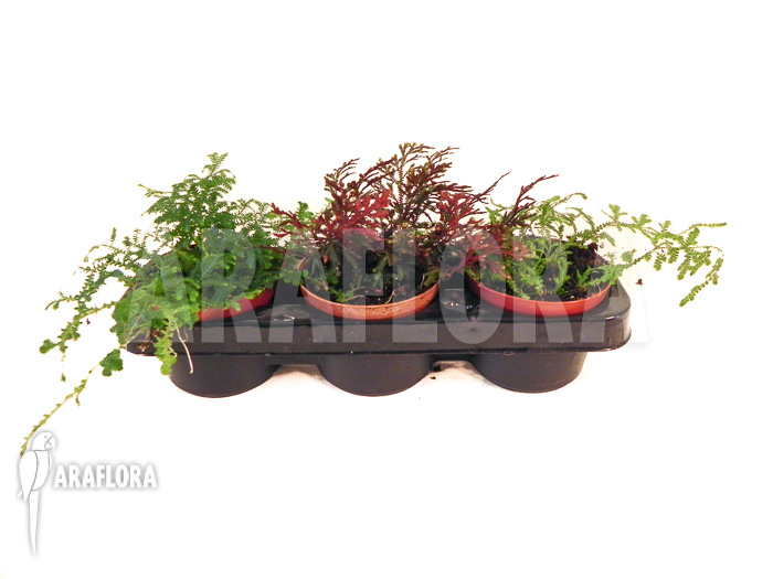 Selaginella package 3 species