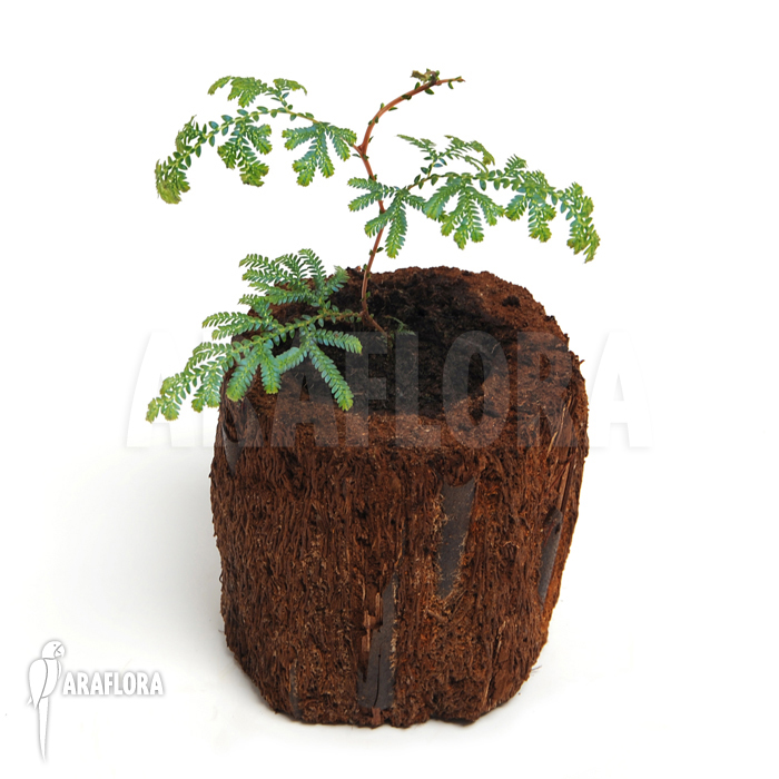 Selaginella wildenowii &lsquo;Peacock fern&rsquo;