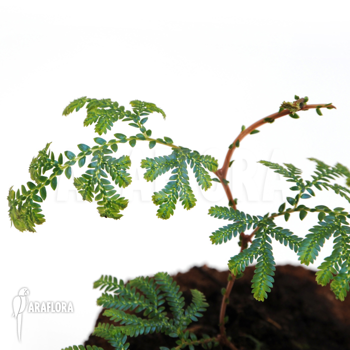 Selaginella wildenowii &lsquo;Peacock fern&rsquo;
