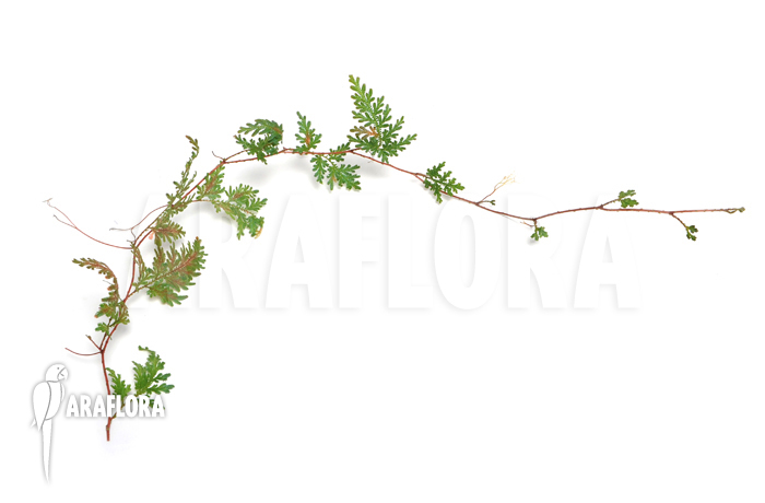 Selaginella wildenowii &lsquo;Peacock fern&rsquo;