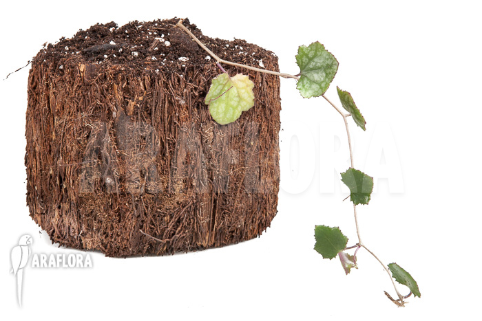 Senecio mikanioides &lsquo;Starter&rsquo;