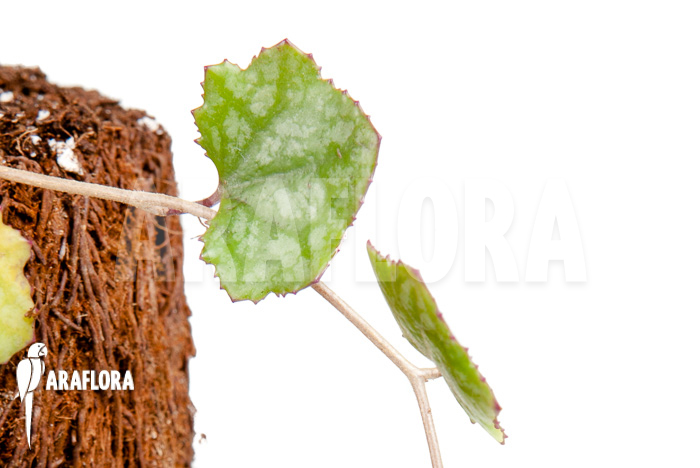 Senecio mikanioides &lsquo;Starter&rsquo;