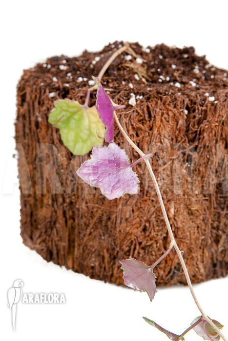 Senecio mikanioides &lsquo;Starter&rsquo;