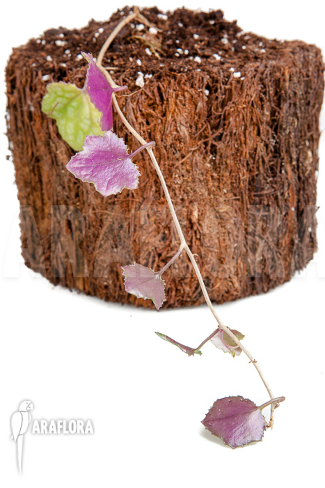 Senecio mikanioides &lsquo;Starter&rsquo;