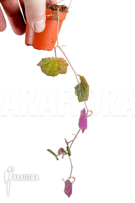 Senecio mikanioides &lsquo;Starter&rsquo;