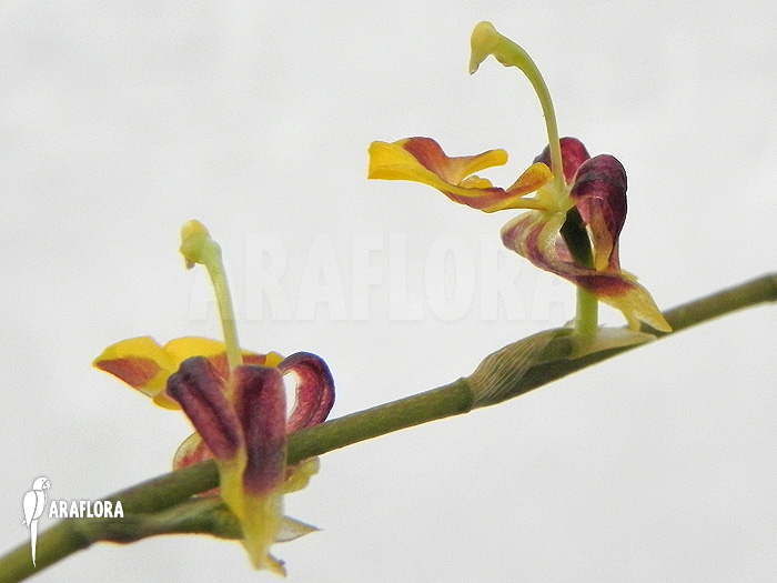 Sigmatostalix picta &lsquo;Ecuador&rsquo;