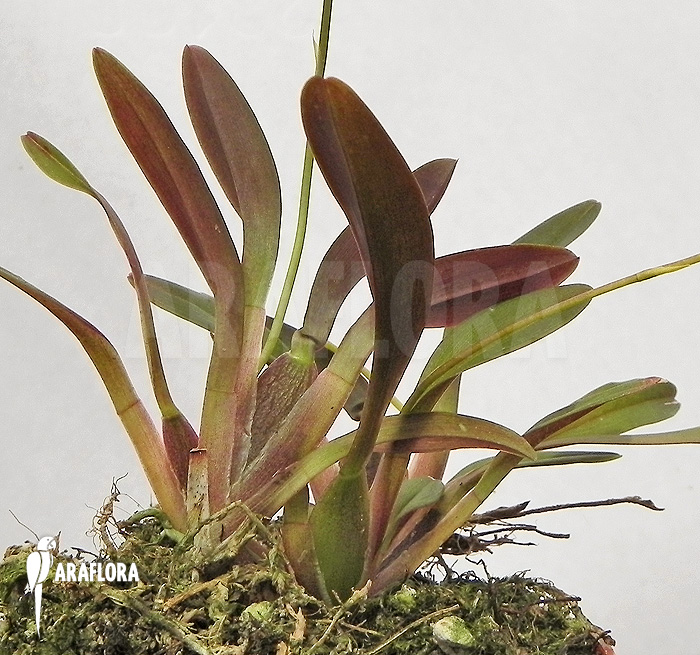 Sigmatostalix picta &lsquo;Ecuador&rsquo;