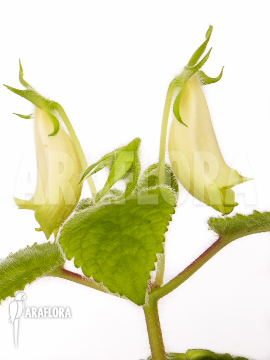 Sinningia conspicua Starter