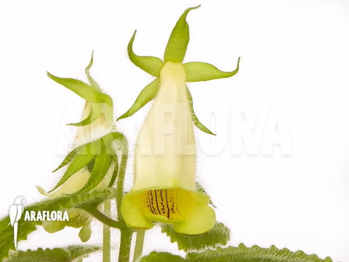 Sinningia conspicua Starter