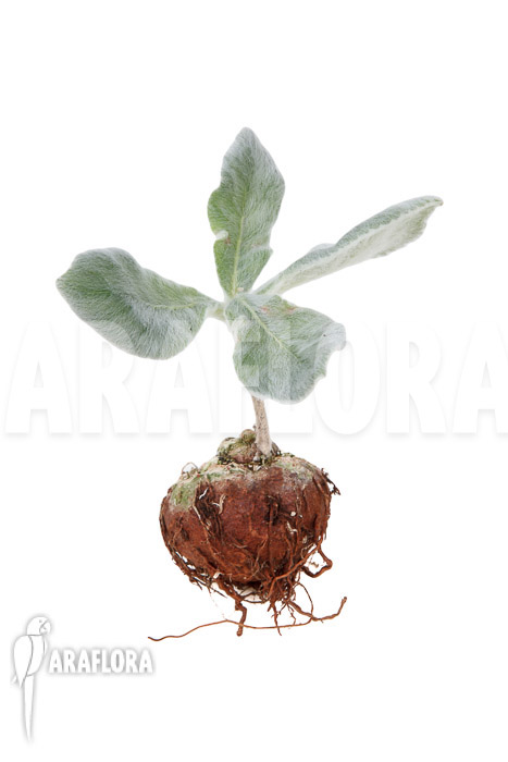 Sinningia leucotricha &lsquo;starter&rsquo;