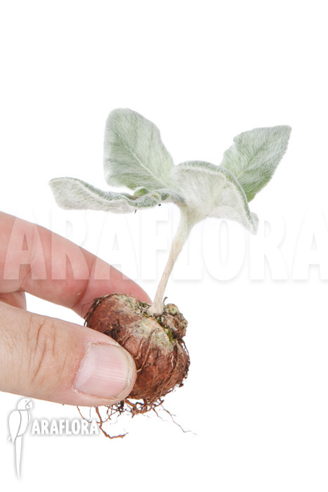 Sinningia leucotricha &lsquo;starter&rsquo;