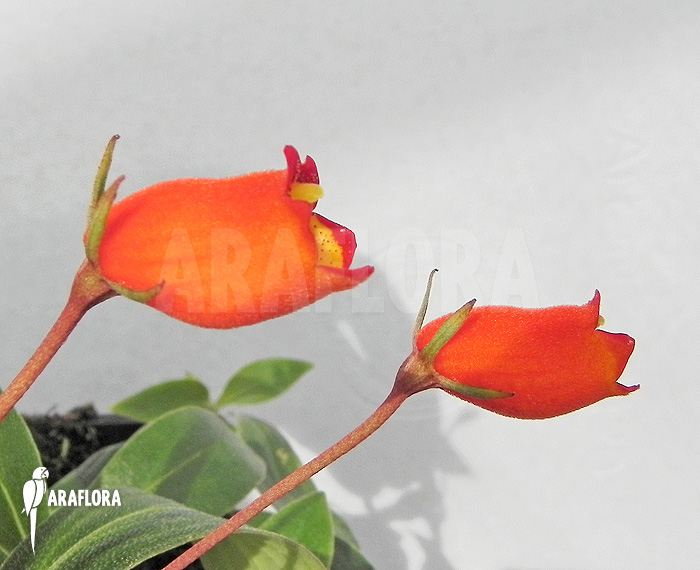 Sinningia sylvatica &lsquo;Seemannia&rsquo;