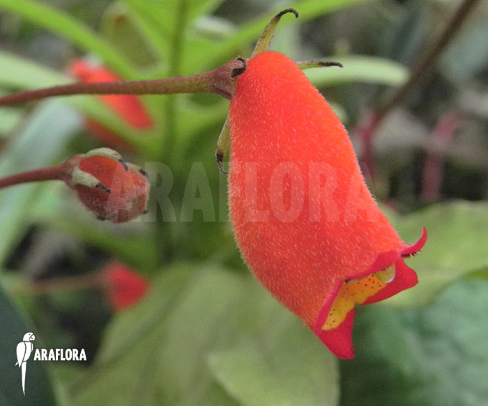 Sinningia sylvatica &lsquo;Seemannia&rsquo;