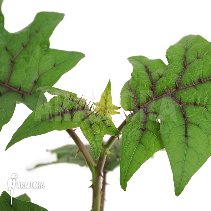 Solanum quitoense &lsquo;Naranjilla&rsquo;