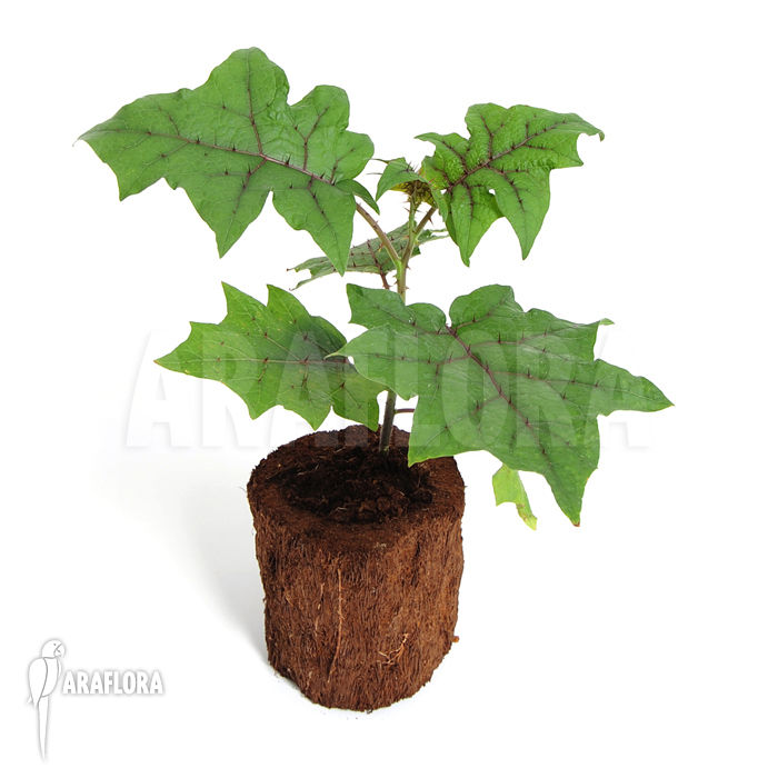 Solanum quitoense &lsquo;Naranjilla&rsquo;