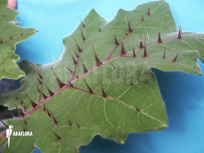 Solanum quitoense &lsquo;Naranjilla&rsquo;