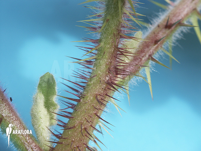 Solanum quitoense &lsquo;Naranjilla&rsquo;