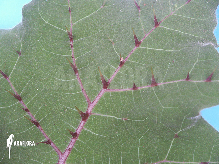 Solanum quitoense &lsquo;Naranjilla&rsquo;