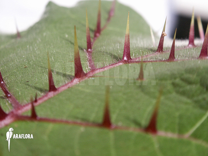 Solanum quitoense &lsquo;Naranjilla&rsquo;