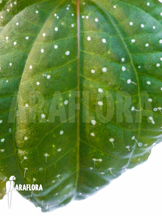 Sonerila margaritacea