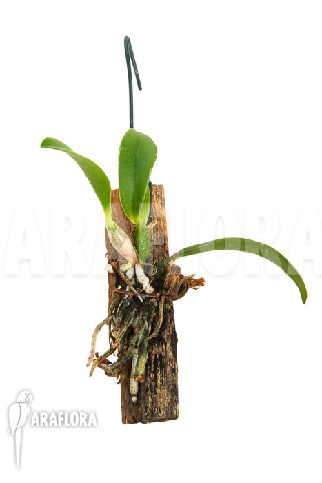 Sophronitis wittigiana &lsquo;starter&rsquo;