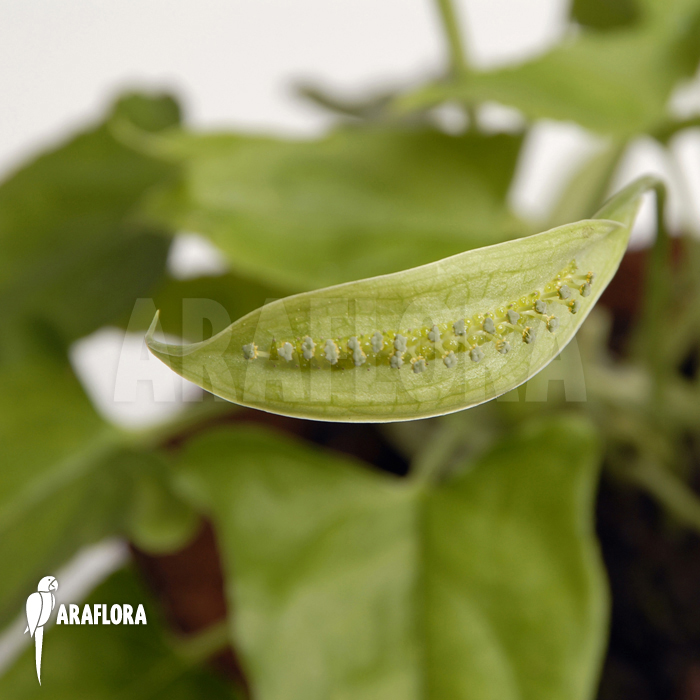 Spathicarpa sagittifolia