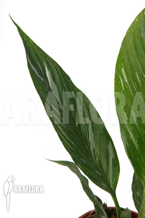 Spathiphyllum variagated &lsquo;WB&rsquo;