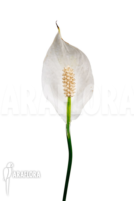 Spathiphyllum variagated &lsquo;WB&rsquo;