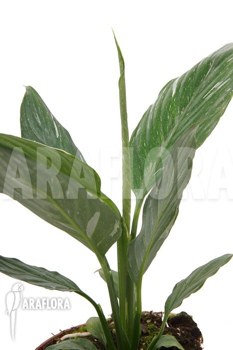 Spathiphyllum variagated &lsquo;WB&rsquo;