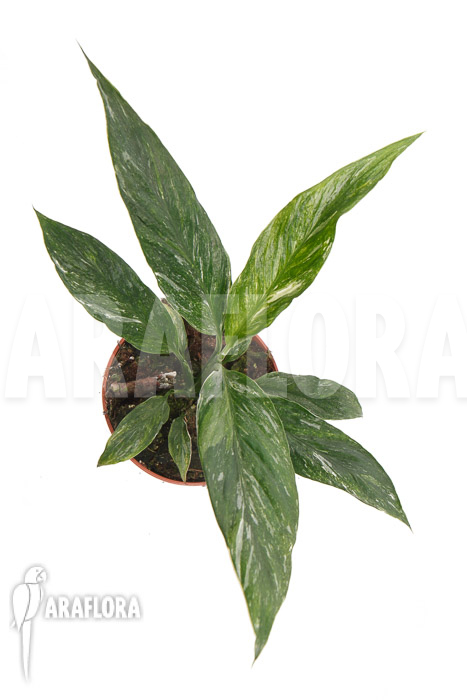 Spathiphyllum variagated &lsquo;WB&rsquo;