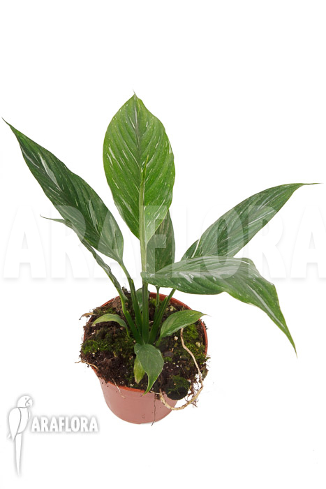 Spathiphyllum variagated &lsquo;WB&rsquo;