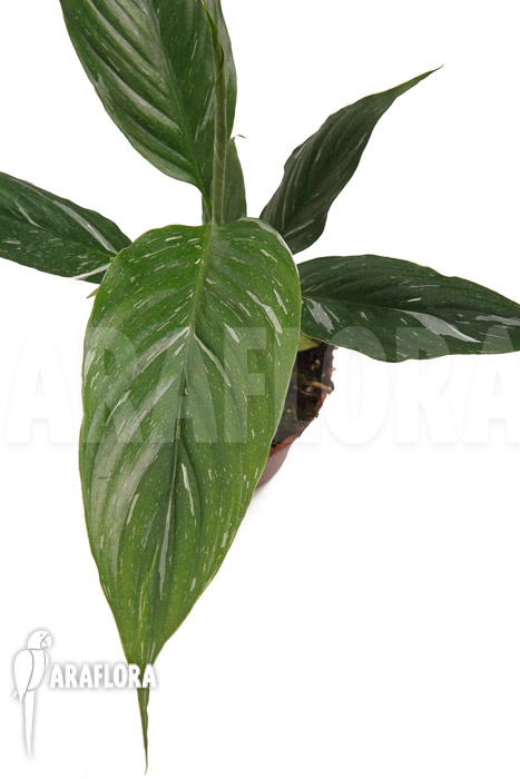 Spathiphyllum variagated &lsquo;WB&rsquo;