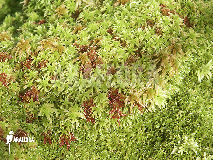 Sphagnum moss