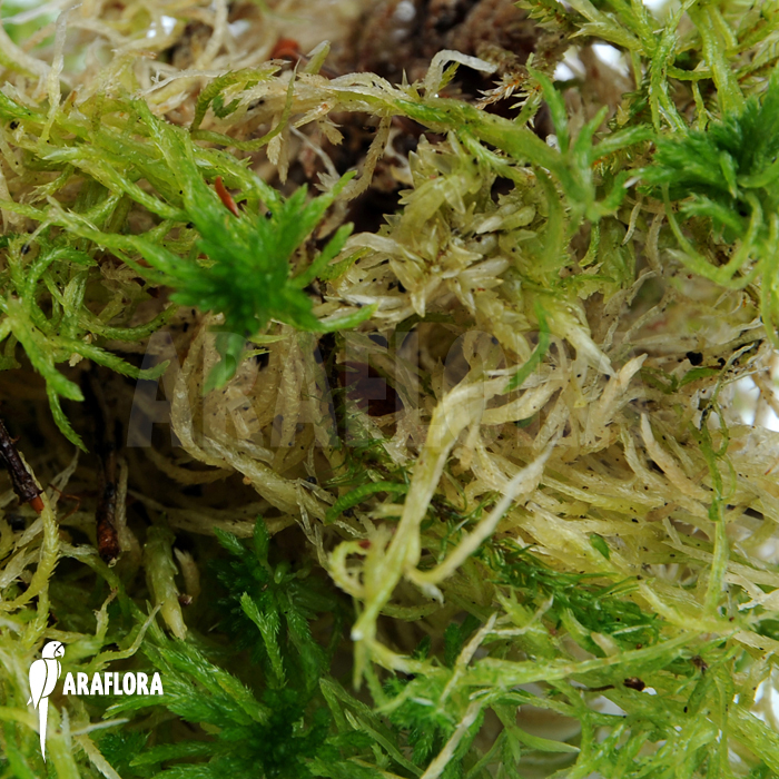 Sphagnum moss Starter
