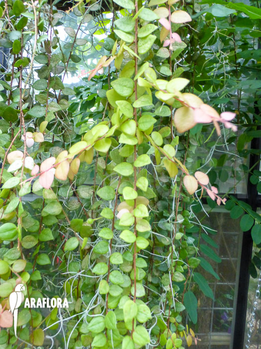 Sphyrospermum species Ecuador