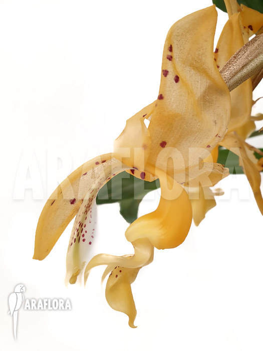 Stanhopea connata