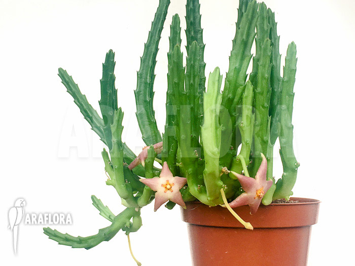 Stapelia divaricata